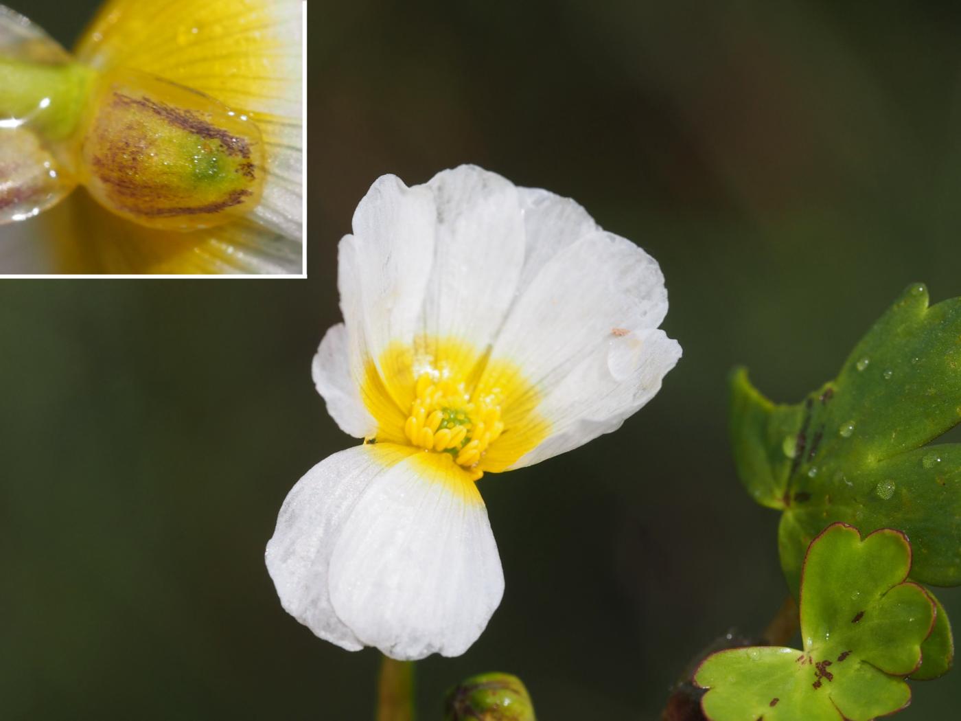 Crowfoot, Pond flower